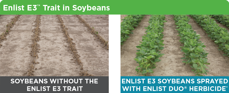 Enlist Field Tested Beans Enlist Field Tested Beans